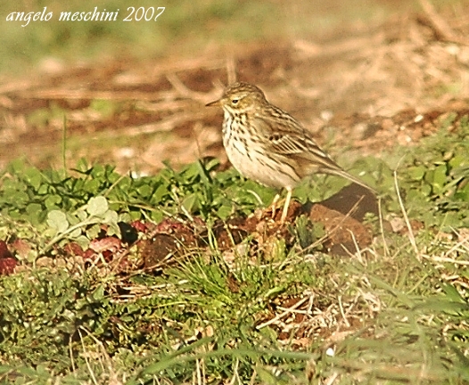 Pispola Anthus pratensis